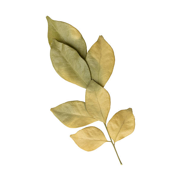 istock Close up a beautiful dry murraya leaves 2251554914