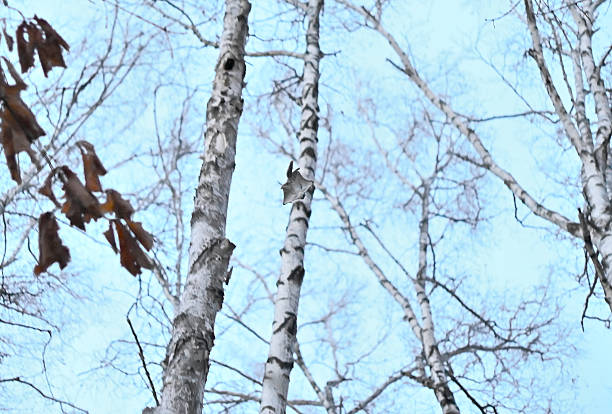 A Siberian flying squirrel gliding acrobatically through the trees in a park in Hokkaido in the evening.