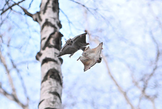 Two Siberian flying squirrels gliding acrobatically through the trees in a park in Hokkaido in the evening.
