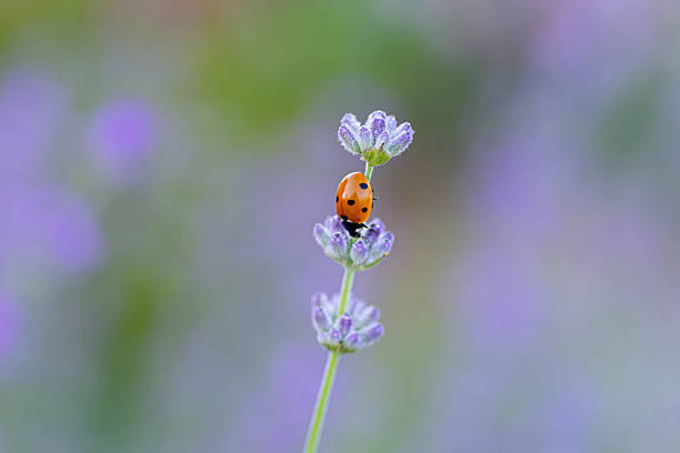 Close-up of a Ladybug on a flower in the garden.