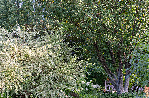 istock summer garden with hakuro nishiki willow shrub and tree landscape 2251559475