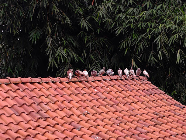 Pigeon on the  roof 