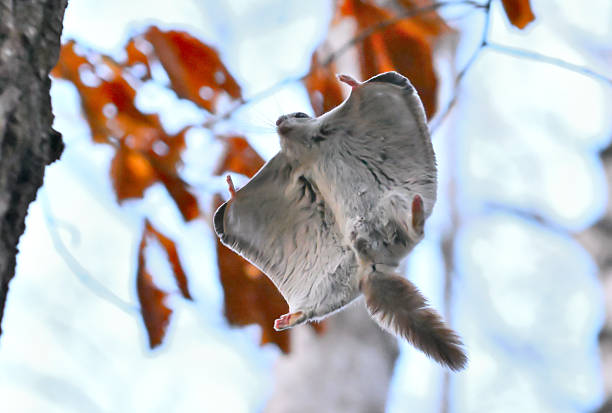 A Siberian flying squirrel just before clinging to a tree trunk after gliding in the evening in a park in Hokkaido.