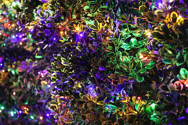 Garden shrub illuminated by multi coloured lights