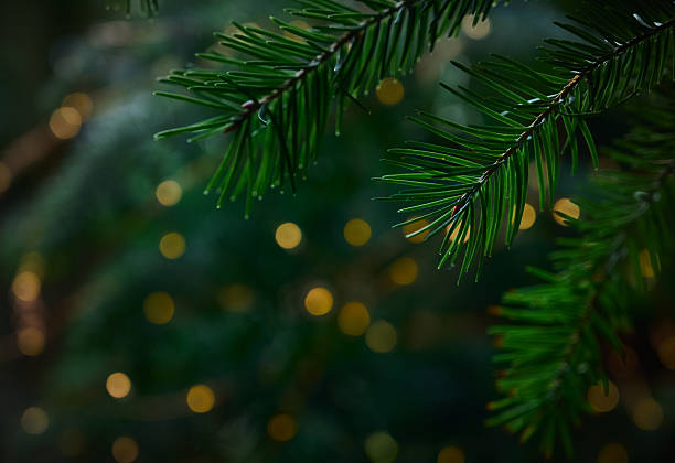 istock Christmas background. Soft yellow lights among evergreen branches. 2251562850