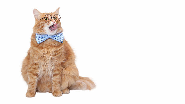 istock Funny ginger cat wearing glasses and a blue bow tie on a white background 2251564344