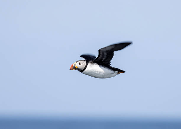 istock Atlantic Puffins in Maine 2251565559