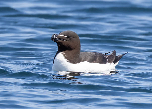 istock Razorbills in Maine 2251566088