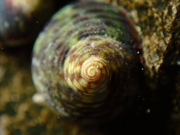 Sea snail turbinate monodont (Phorcus turbinatus) during low tide in the littoral zone, Ligurian Sea, Italy, Imperia