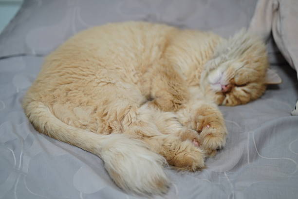 A cozy ginger cat sleeps peacefully on soft gray bedding, showcasing the beauty of tranquility and restful moments in a warm home setting. Perfect for animal lovers!