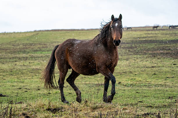 Brown horse running in the dark. Photo of a horse at night under light.