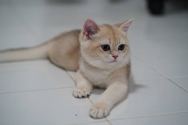 istock Charming light-colored kitten relaxing on a glossy white floor, showcasing its playful nature and adorable features in a serene indoor environment 2251569041