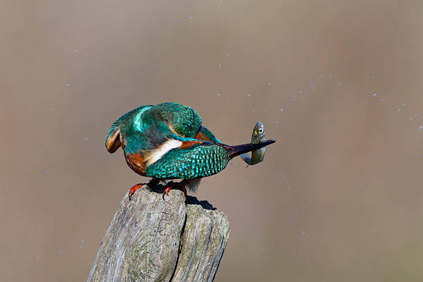 Bird Common Kingfisher (Alcedo atthis) in flight