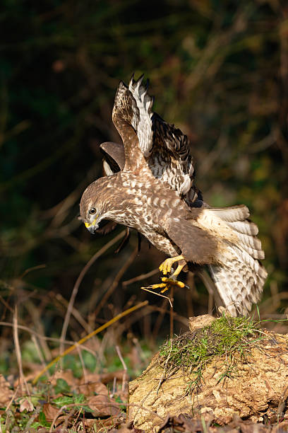 istock Eurasian Buzzard in the countryside who spotted a mouse 2251569155