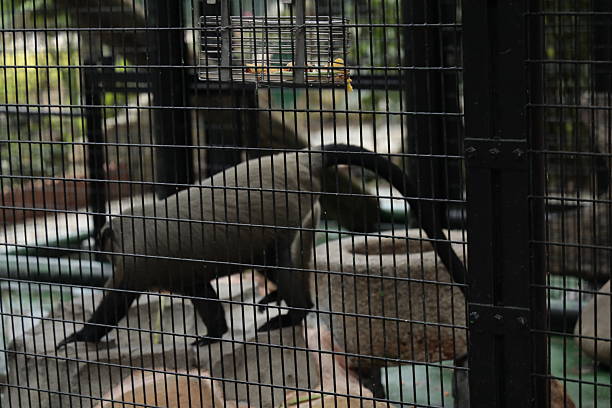 A small mammal walks inside a metal cage with a feeding container above, highlighting captive wildlife conditions.