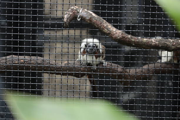 A wild emperor tamarin monkey perches curiously on a slender tree branch, its whimsical mustache and expressive eyes giving it an air of charm and curiosity. With its soft, dark fur and striking white facial markings, the tamarin blends beautifully into the lush greenery of its rainforest habitat. As it grips the branch with its tiny hands, the monkey looks straight ahead, surveying its surroundings with keen interest. This playful moment captures the essence of the vibrant life in the canopy, showcasing the unique beauty and inquisitive nature of this enchanting species.