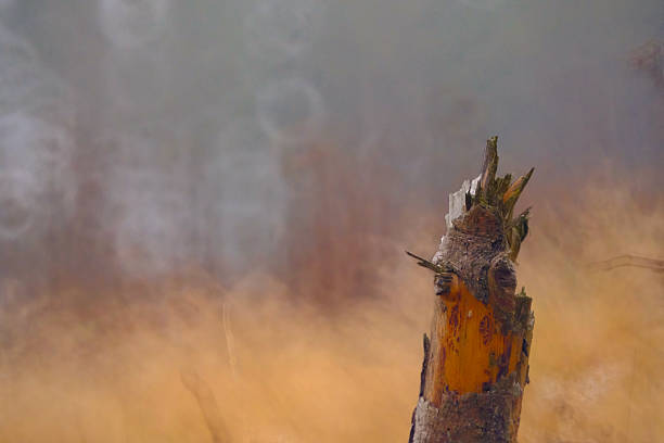Fog on the Rennsteig trail in the Thuringian Forest