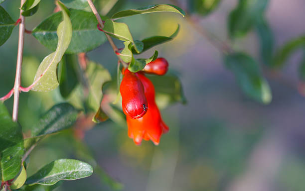 istock Pomegranate flowers are opening from buds on pomegranate branches. 2251570139
