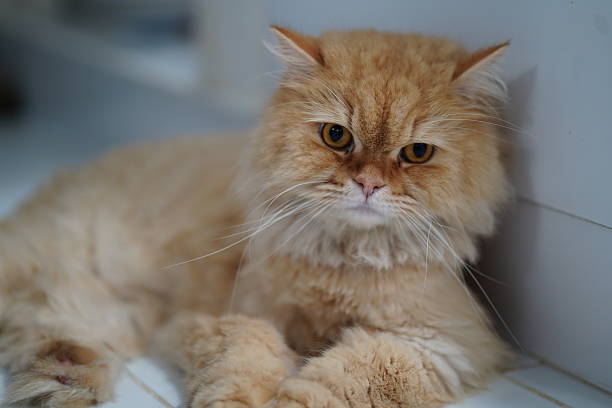 istock Fluffy orange cat with distinctive eyes lounging comfortably on a clean surface, showcasing its beautiful fur and unique facial expression in a cozy environment 2251571337