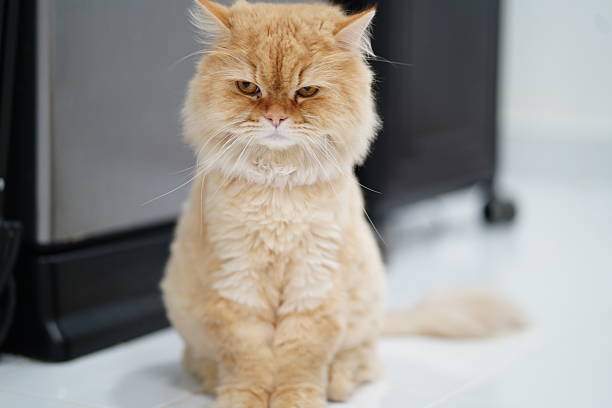 istock Close-up Portrait of a Fluffy Ginger Cat with a Serious Expression in a Modern Indoor Setting, Ideal for Pet Lovers and Animal Enthusiasts 2251572308