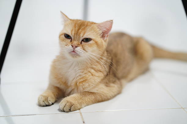 istock Cute fluffy ginger cat resting on the floor under a table with a calm expression and beautiful fur texture in a bright, minimalistic environment 2251572414