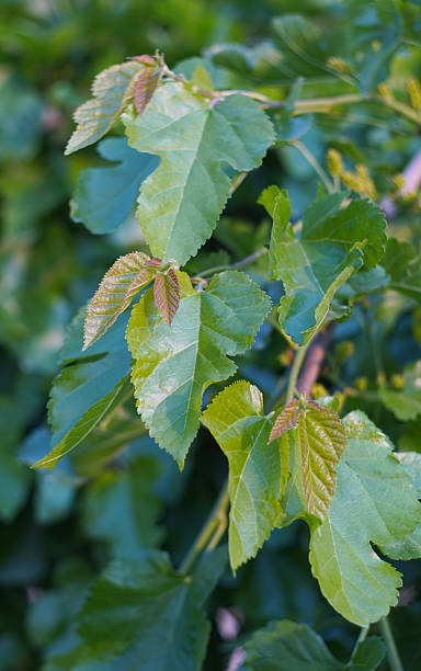 istock Mulberry leaves glitter in the sun 2251572586