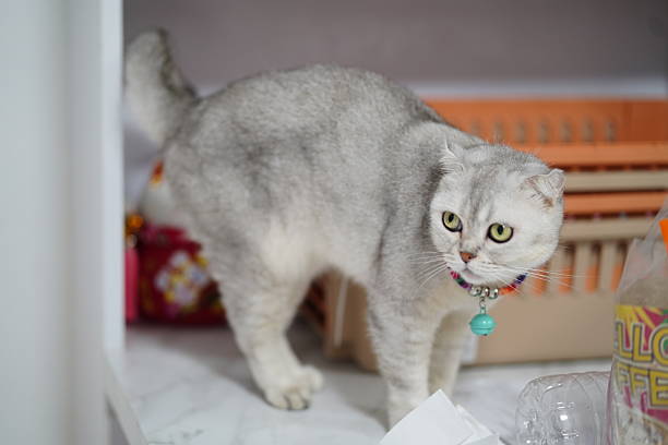 istock Cute Silver Cat with Green Eyes Exploring a Room Surrounded by Household Items and Baskets on a Bright Marble Surface 2251572617
