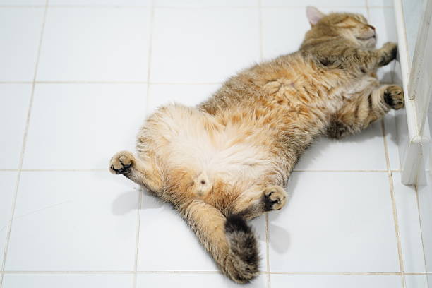 It is chritms time, a tabby cat with white spots is lying on wooden floor, christmas lights in background