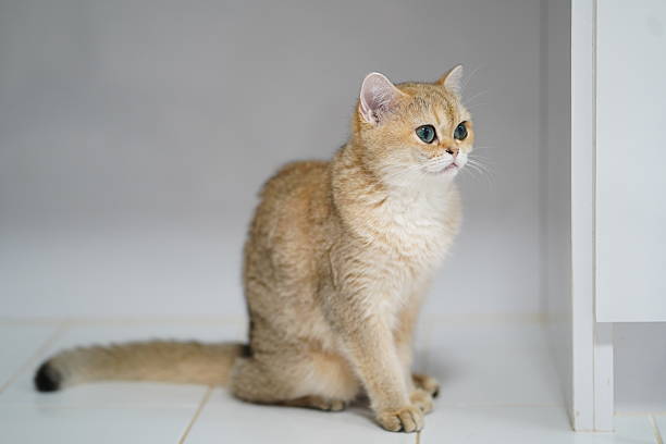 istock Curious golden cat sitting gracefully next to a white wall with a soft focus background, showcasing its striking blue eyes and unique fur texture 2251573209