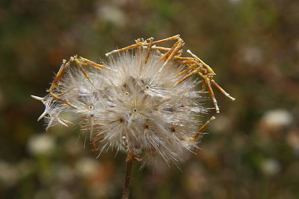 istock fluffy white seed head (pappus) of a Tridax daisy (Tridax procumbens) 2251574762