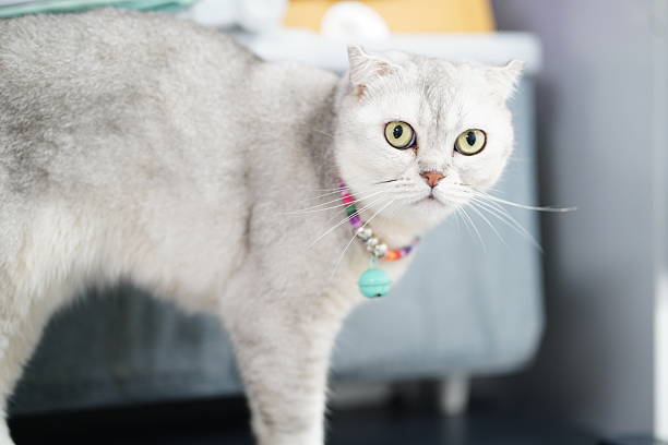 istock Curious silver cat with big green eyes observing its surroundings in a cozy indoor setting, showcasing its distinct features and playful personality 2251575363