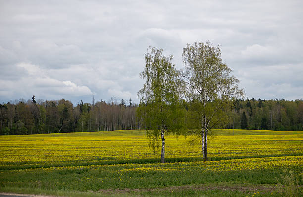 Two slender birch trees stand above a Latvian field glowing with yellow rapeseed flowers, creating a serene spring countryside scene.