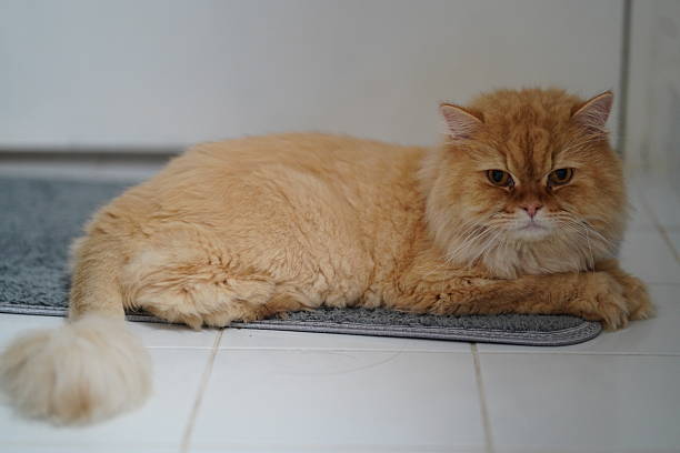 istock Fluffy orange cat relaxing on a gray mat in a bright indoor space with a calm expression, showcasing a cozy home atmosphere and tranquility. 2251576432