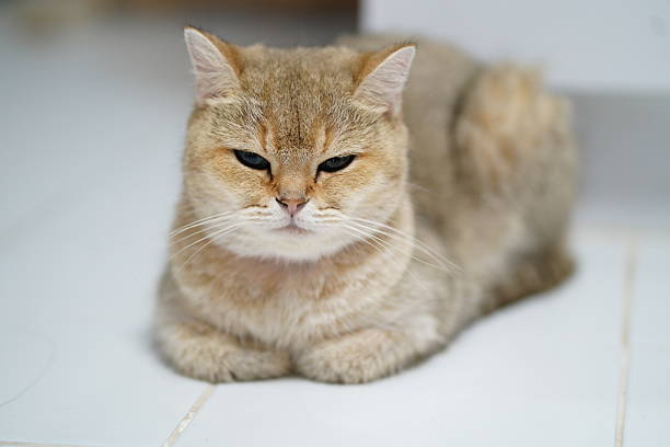 A Scottish Straight cat holds its ears bent. A gray cat is looking at the camera warily. The cat is lying on the bed.
