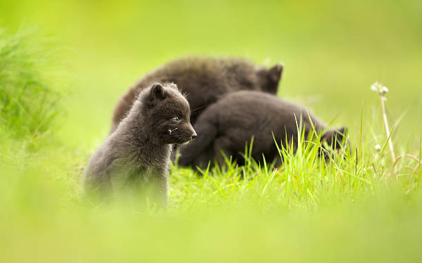 istock Cute blue morph Arctic fox cub in green meadow, Hornstrandir, Iceland 2251576503