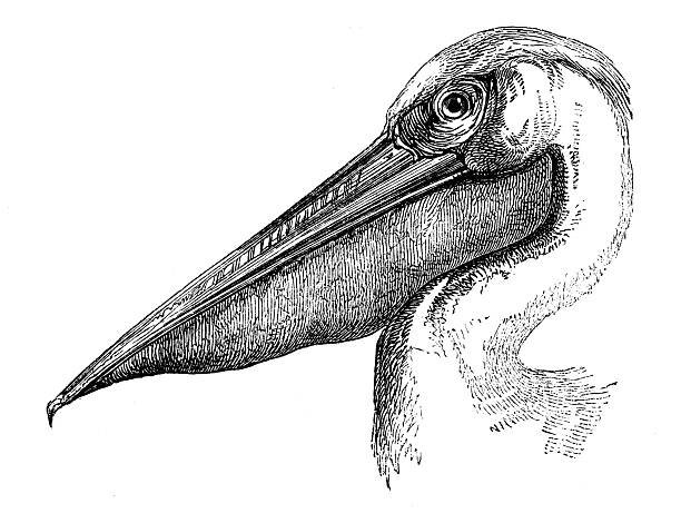 Antique zoology animal illustration: Pelican