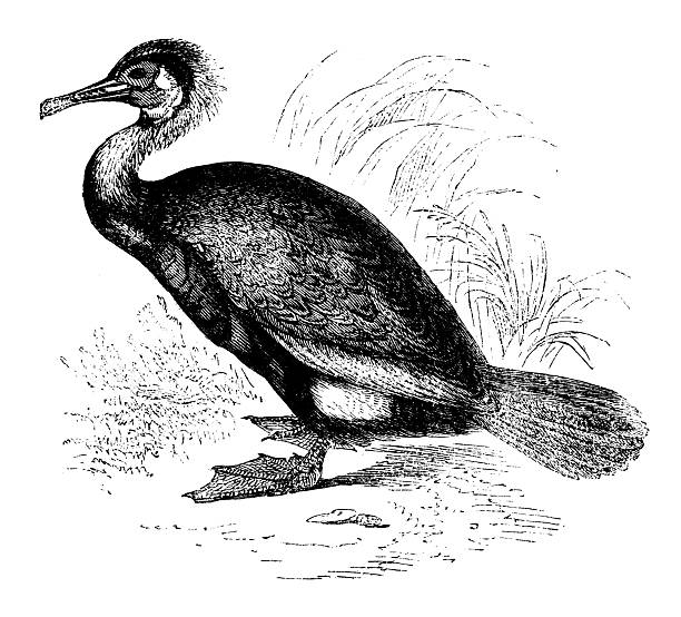 Antique zoology animal illustration: Cormorant