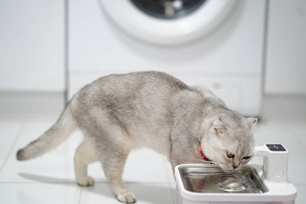 istock Gray Cat Approaching Water Fountain in Modern Kitchen with Washing Machine in Background 2251576875