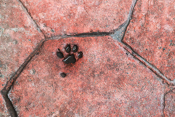 Dog on street 
