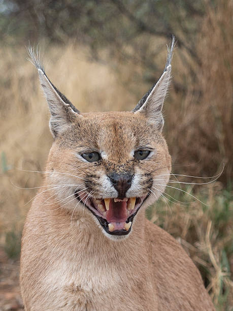 istock Caracal wild cat feline 2251578258