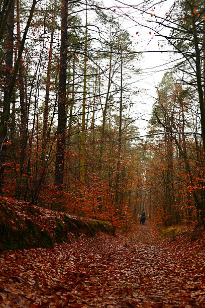 Horseback Riders on a Leaf-Covered Forest Path in Autumn
