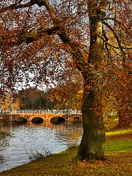 istock Foreground autunm tree with bridge in the background 2251578702