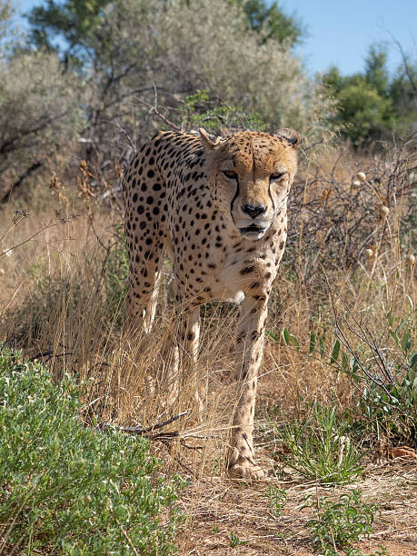 istock Cheetah speed wildcat Africa 2251579057