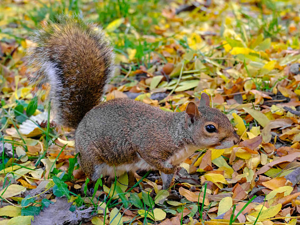 istock Autumn at Parco Sempione, Milan: a squirrel 2251579539