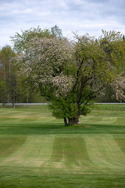 The green grass and trees under the blue sky