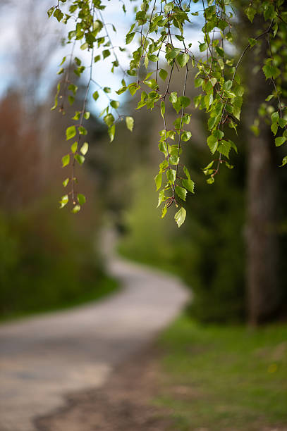 Fresh birch leaves hang softly above a curving Latvian forest road, creating a peaceful spring atmosphere with blurred woodland depth.