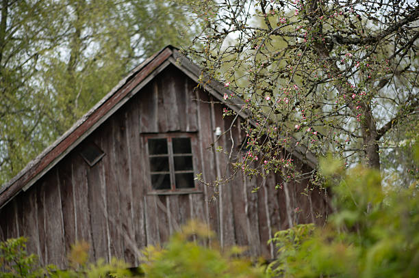 Tender spring blossoms frame the weathered boards of an old wooden structure, blending rustic texture with soft seasonal growth in Latvia.