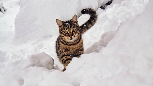 istock Cute Tabby Cat Walking Through Deep Fresh Snow 2251583515