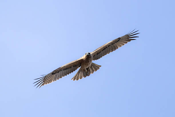 istock Bonelli's Eagle (Aquila fasciata) Soaring in the Sky Above Limassol, Cyprus 2251583828