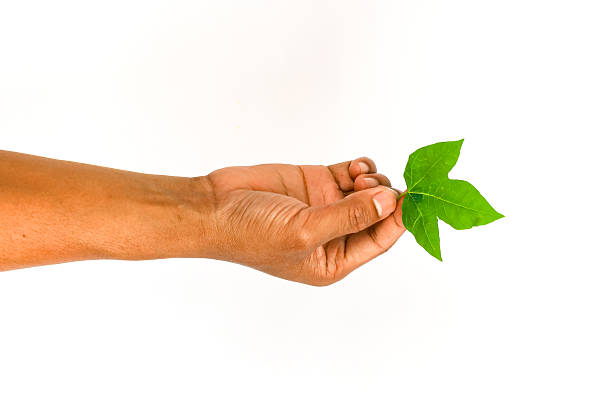 istock Hand Holding a Small Green Leaf Against a White Background 2251583993